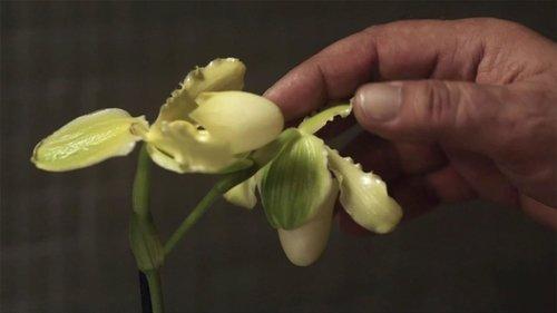 undefined Season 1 Episode 3 - La principessa Orchidea