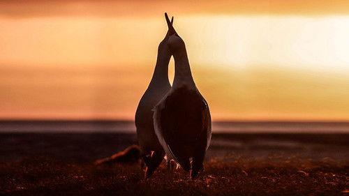 The Mating Game Season 1 Episode 5 - Against All Odds