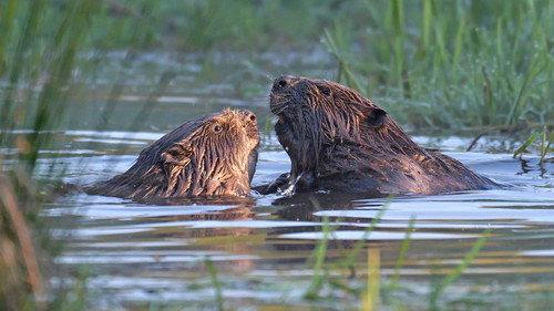 Springwatch Season 24 Episode 1 - Episode 1
