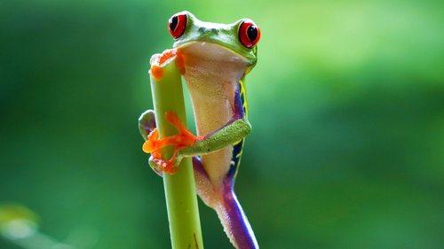 Background image for Jungles