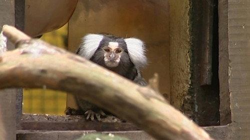 Monkey Business Season 7 Episode 13 - Episode 13
