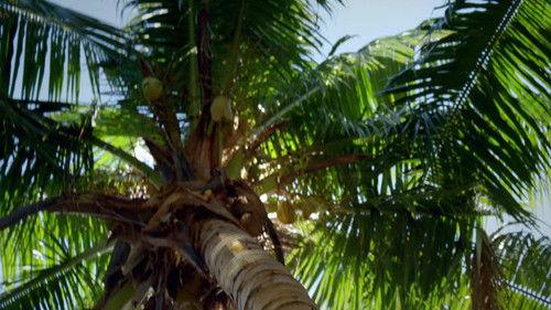 The Island Season 1 Episode 23 - Episode 23