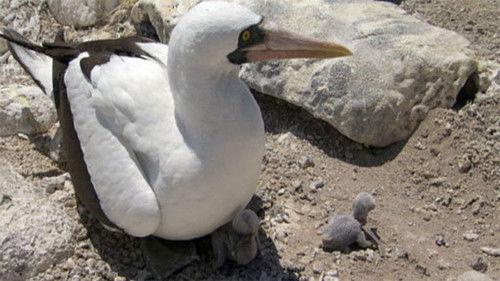 Galapagos Season 1 Episode 3 - Forces of Change