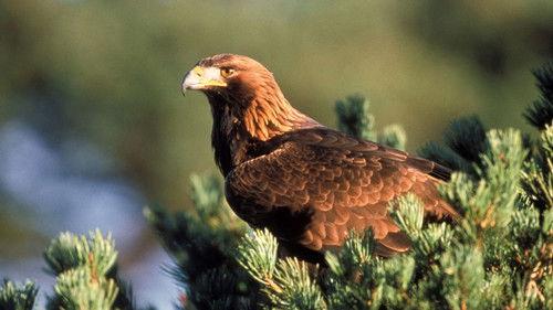 Nature Season 16 Episode 15 - Eagles