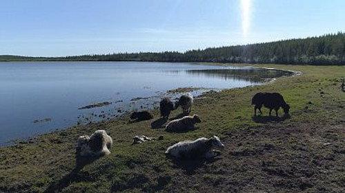60 Minutes Season 51 Episode 24 - Survivors' Network, Pleistocene Park, The Rock