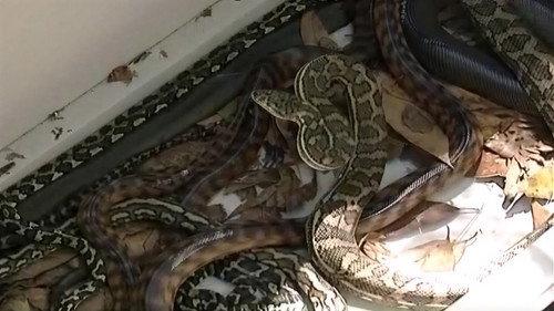 I'm a Celebrity...Get Me Out of Here! Season 1 Episode 11 - Sneaky Snake Run