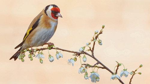 Springwatch Season 23 Episode 1 - Episode 1