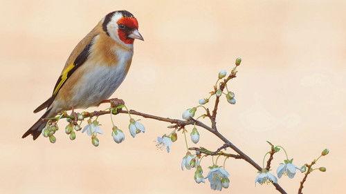 Springwatch Season 23 Episode 1 - Episode 1