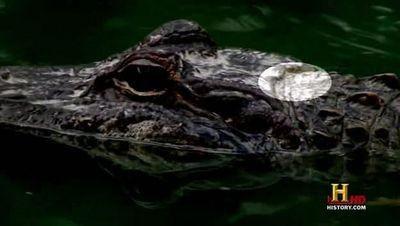 Swamp People Season 1 Episode 4 - Cannibal Gator