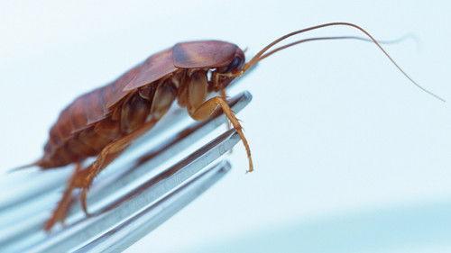 NOVA scienceNOW Season 6 Episode 4 - Can I Eat That?