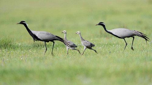 Parenthood Season 1 Episode 3 - Grasslands
