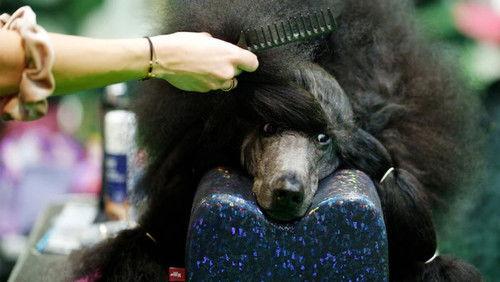 Crufts Season 15 Episode 6 - 2025 Day 2 - Part 3