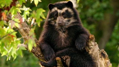 The Secret Life of the Zoo Season 7 Episode 5 - Otterly Love