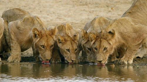 Africa's Hunters Season 1 Episode 5 - Teenage Pride