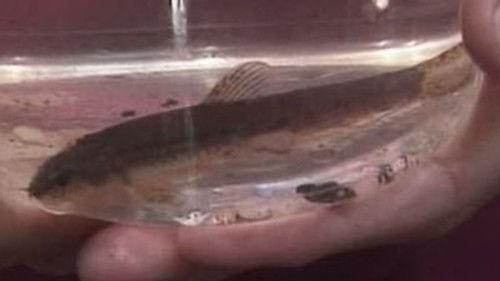 Teletubbies Season 3 Episode 257 - Mary Had a Little Lamb