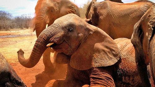 Elephant Diaries Season 1 Episode 4 - Episode 4