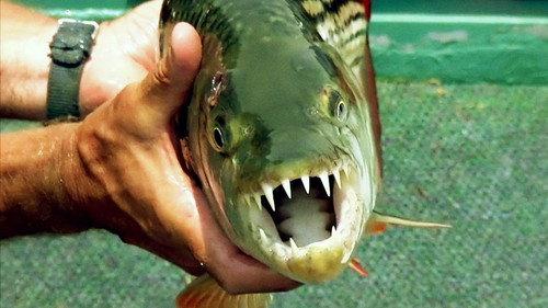 River Monsters Season 7 Episode 6 - Africa's Deadliest