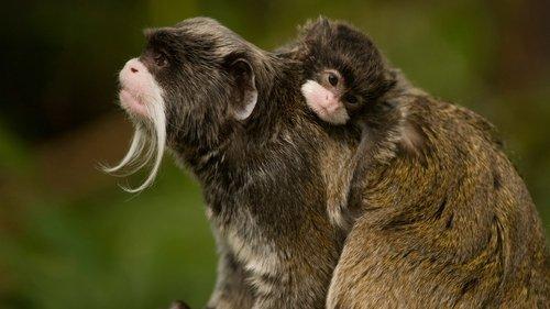 The Americas Season 1 Episode 4 - The Amazon