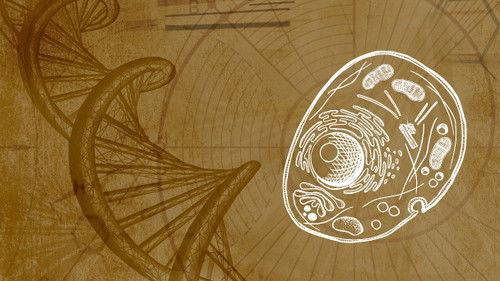 Background image for Telomeres, Longevity & Spirituality