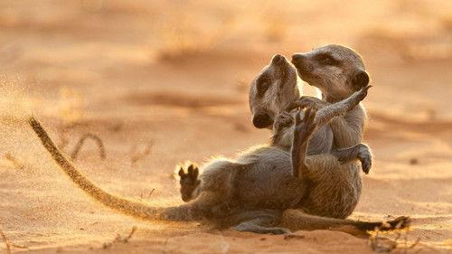 Meerkat Manor: Rise of the Dynasty Season 1 Episode 13 - A Turning Tide