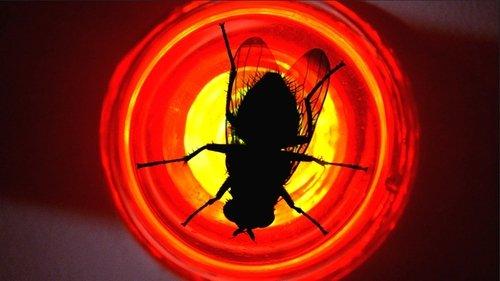 undefined Season 3 Episode 10 - Fly