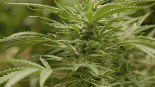 The Naked Truth Season 1 Episode 5 - District of Cannabis