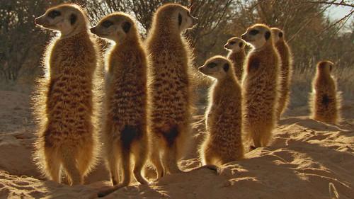 undefined Season 1 Episode 1 - Kalahari