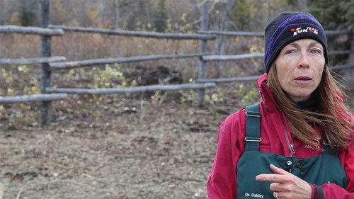 Dr. Oakley, Yukon Vet Season 1 Episode 2 - One Angry Muskox
