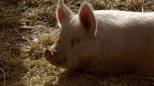 Dr. Oakley, Yukon Vet Season 10 Episode 6 - This Little Piggy Had An Ouchie