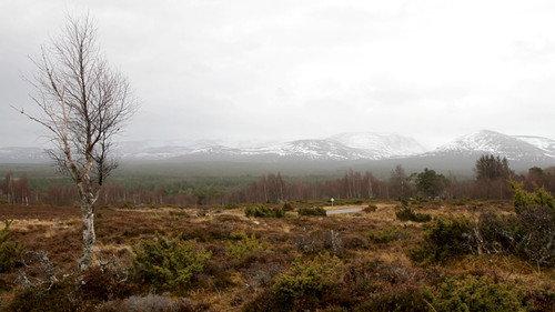 The Great British Winter Season 1 Episode 3 - Forests