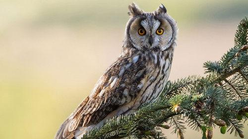 Springwatch Season 23 Episode 7 - Episode 5