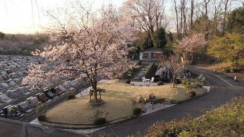 Document 72 Hours Season 10 Episode 14 - Jumokuso: Resting Beneath a Cherry Tree
