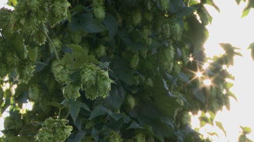 Wisconsin Foodie Season 3 Episode 11 - Hops