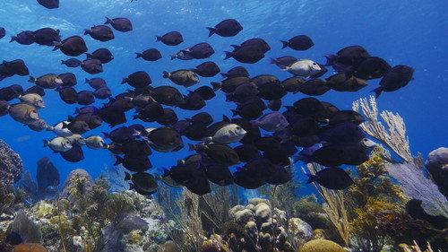 Great Blue Wild Season 1 Episode 3 - Roatan