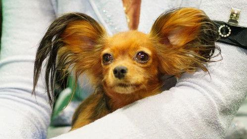 Crufts Season 15 Episode 4 - 2025 Day 2 - Part 1