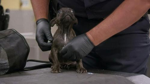 To Catch a Smuggler Season 4 Episode 1 - Cocaine Snapper