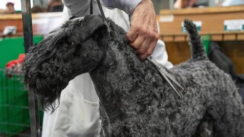 Crufts Season 15 Episode 5 - 2025 Day 2 - Part 2