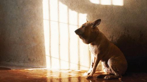 Al Jazeera World Season 12 Episode 5 - Visa for a Stray Dog