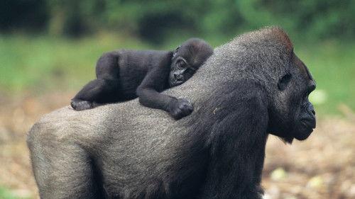 David Attenborough's Natural Curiosities Season 2 Episode 5 - Bad Reputations