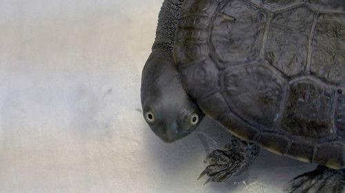 The Zoo Season 4 Episode 2 - The Great Turtle Comeback