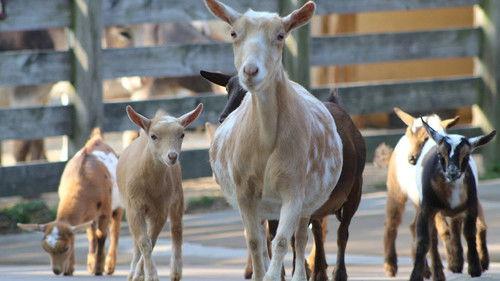 Secrets of the Zoo Season 4 Episode 3 - Babies on Board