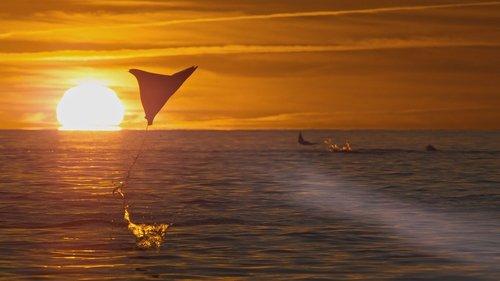 Planet Earth III Season 1 Episode 2 - Ocean