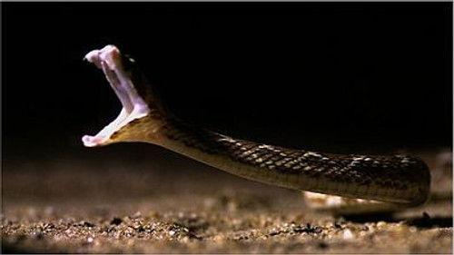 Natural World Season 19 Episode 3 - Deadly Vipers