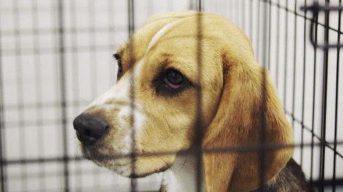 Dog Squad Puppy School Season 1 Episode 5 - Episode 5