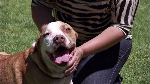 Pit Bulls and Parolees Season 3 Episode 7 - Burn Out