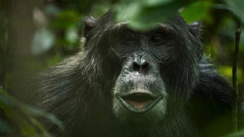 Chimp Empire Season 1 Episode 4 - Reckoning