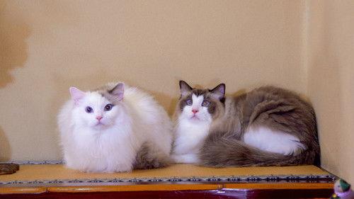 A Cat's-Eye View of Japan Season 2 Episode 18 - Tokyo: Kagurazaka - A Traditional Performing Arts Town