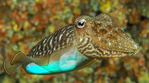 Background image for Masterminds