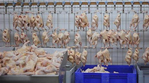 Frontline Season 33 Episode 7 - The Trouble with Chicken