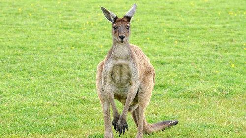 Animal Park Season 20 Episode 11 - Summer 2022: Episode 11